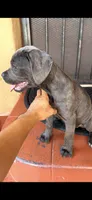 Leyla , a female Cane Corso for sale in Los Angeles, CA – 4 of 5