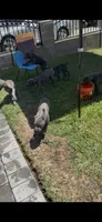 Leyla , a female Cane Corso for sale in Los Angeles, CA – 3 of 5