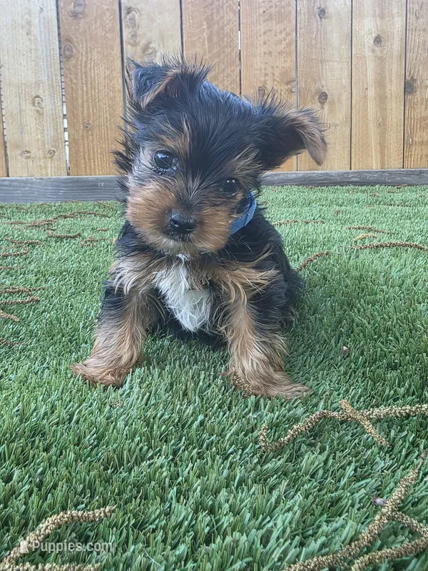 Henny – Yorkshire Terrier puppy for sale in Dallas, TX