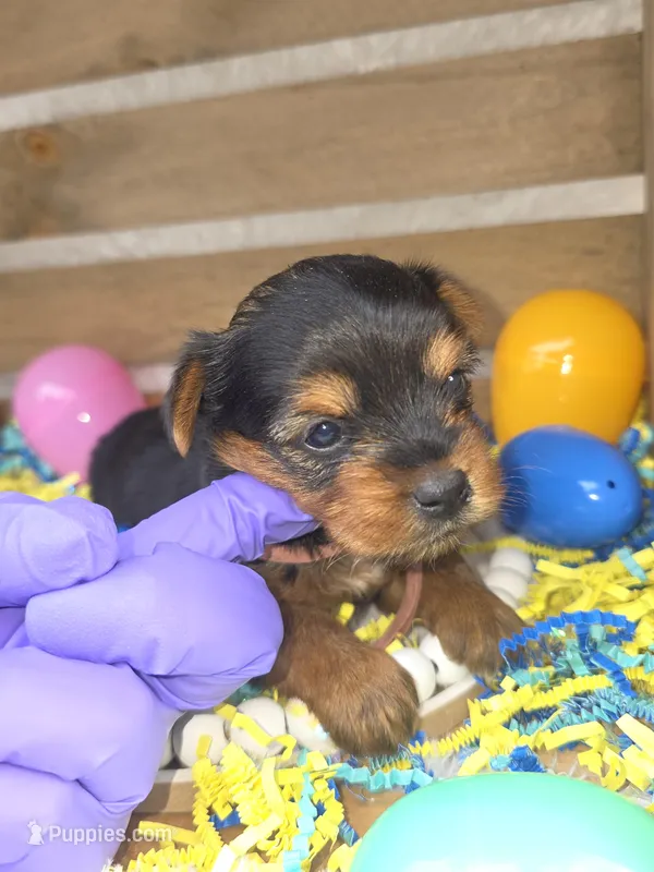 Margarita – Yorkshire Terrier puppy for sale in Dallas, TX