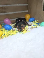 Margarita, a female Yorkshire Terrier for sale in Dallas, TX – Photo 2 of 3