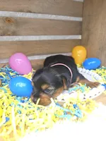 Margarita, a female Yorkshire Terrier for sale in Dallas, TX – Photo 3 of 3