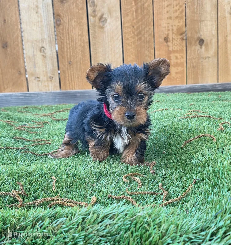 Mojito – Yorkshire Terrier puppy for sale in Dallas, TX