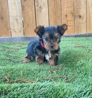 Mojito, a male Yorkshire Terrier for sale in Dallas, TX – 1 of 6