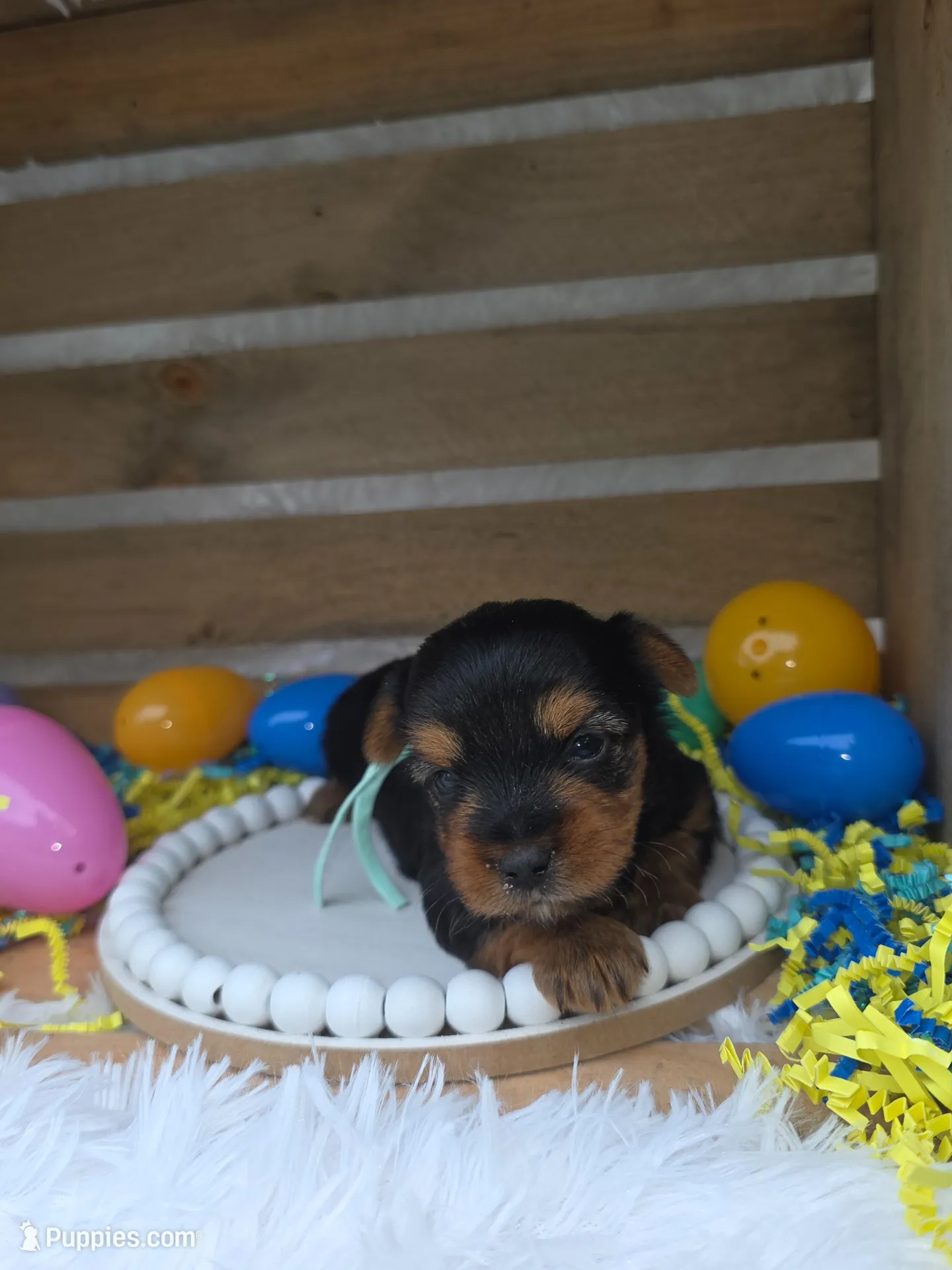 Paloma, a female Yorkshire Terrier for sale in Dallas, TX – Photo 3 of 3