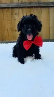 Male Poodle - Red, a male Poodle - Miniature  for sale in Dallas, TX – 3 of 3