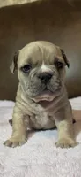 Fawn Female, a female American Bully for sale in Dallas, TX – 1 of 2
