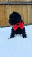 Male Poodle - Red, a male Poodle - Miniature  for sale in Dallas, TX – 2 of 3