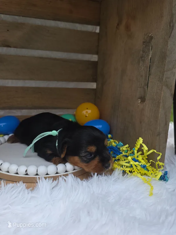 Paloma – Yorkshire Terrier puppy for sale in Dallas, TX