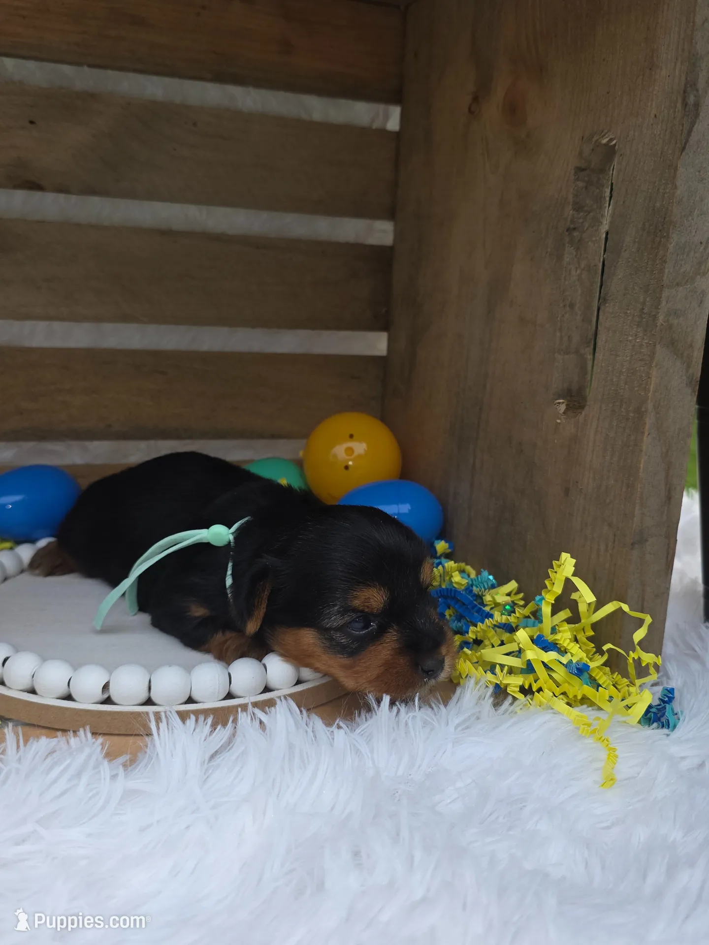 Paloma, a female Yorkshire Terrier for sale in Dallas, TX – Photo 1 of 3