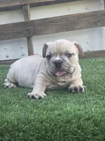 Nala, a female American Bully for sale in Dallas, TX – 3 of 3