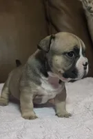 Black Mask Female, a female American Bully for sale in Dallas, TX – 1 of 3