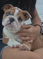 Potatoe, a female English Bulldog for sale in Dallas, TX – Photo 2 of 2