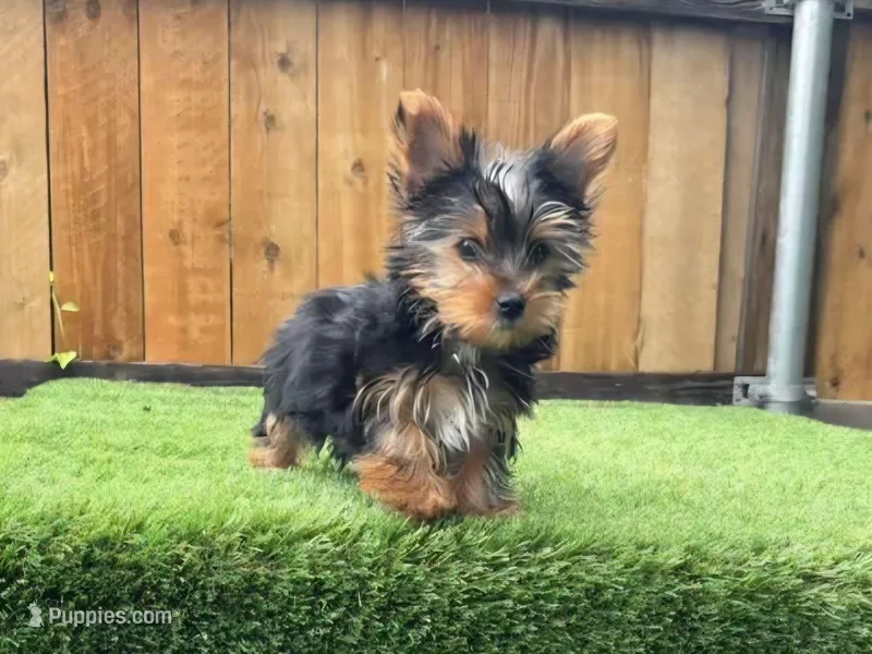 Mojito – Yorkshire Terrier puppy for sale in Dallas, TX