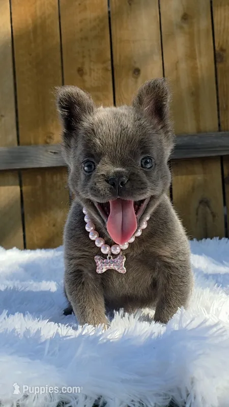 Blue – French Bulldog puppy for sale in Dallas, TX