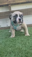 Black Mask Female, a female American Bully for sale in Dallas, TX – 2 of 3