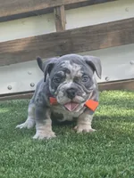 Orange Boy, a male American Bully for sale in Dallas, TX – 2 of 2