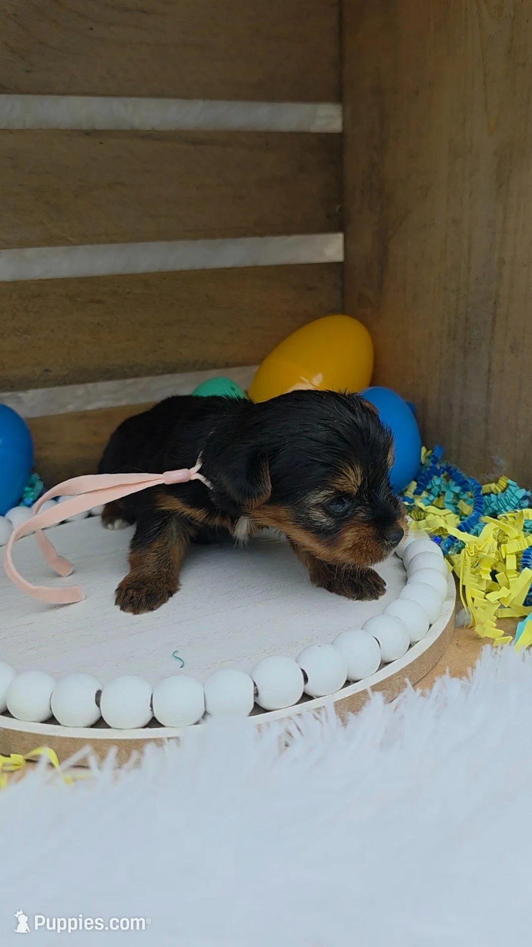 Brandy, a female Yorkshire Terrier for sale in Dallas, TX – Photo 3 of 3