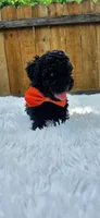 Male Poodle - Orange, a male Poodle - Miniature  for sale in Dallas, TX – 3 of 3