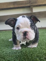 Panda Girl, a female American Bully for sale in Dallas, TX – 2 of 3