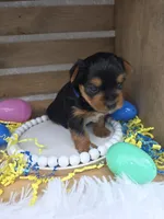 Henny, a male Yorkshire Terrier for sale in Dallas, TX – Photo 3 of 3