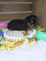 Henny, a male Yorkshire Terrier for sale in Dallas, TX – Photo 2 of 3