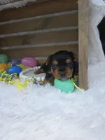 Henny, a male Yorkshire Terrier for sale in Dallas, TX – Photo 1 of 3