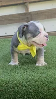 Yellow Boy, a male American Bully for sale in Dallas, TX – 2 of 2