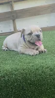 Nala, a female American Bully for sale in Dallas, TX – 2 of 3