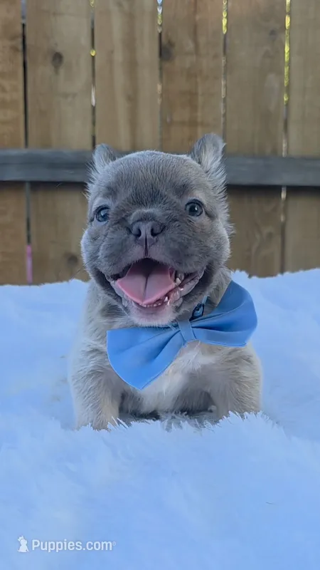 Clyde (Fluffy Frenchie) – French Bulldog puppy for sale in Dallas, TX