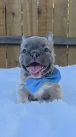 Clyde (Fluffy Frenchie), a male French Bulldog for sale in Dallas, TX – 1 of 4