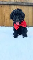 Male Poodle - Red, a male Poodle - Miniature  for sale in Dallas, TX – 1 of 3