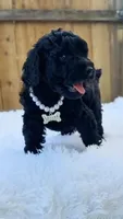 White Collar, a female Poodle - Miniature  for sale in Dallas, TX – 3 of 3