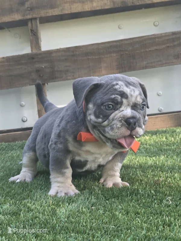 Orange Boy – American Bully puppy for sale in Dallas, TX