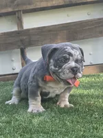 Orange Boy, a male American Bully for sale in Dallas, TX – 1 of 2