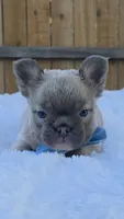 Clyde (Fluffy Frenchie), a male French Bulldog for sale in Dallas, TX – 3 of 4