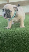 Black Mask Female, a female American Bully for sale in Dallas, TX – 1 of 3