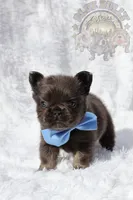 Bumi (AKC Fluffy), a male French Bulldog for sale in Dallas, TX – Photo 3 of 3