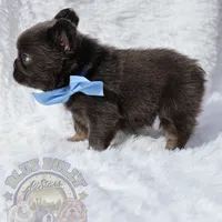 Bumi (AKC Fluffy), a male French Bulldog for sale in Dallas, TX – Photo 2 of 3