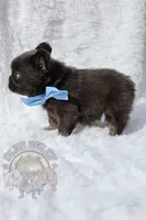 Bumi (AKC Fluffy), a male French Bulldog for sale in Dallas, TX – Photo 2 of 3