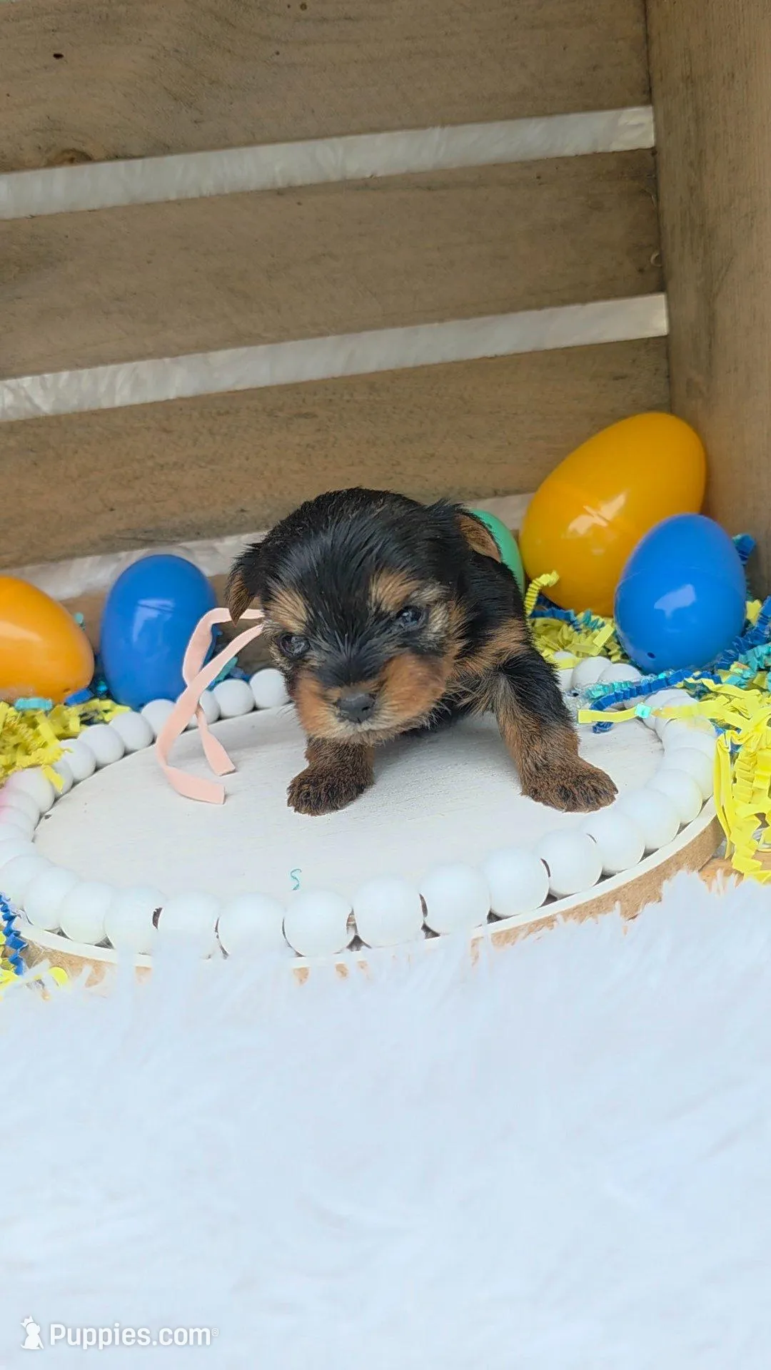 Brandy, a female Yorkshire Terrier for sale in Dallas, TX – Photo 2 of 3