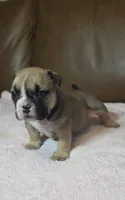 Black Mask Female, a female American Bully for sale in Dallas, TX – 2 of 3