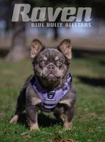 Raven (AKC REG.), a female French Bulldog for sale in Dallas, TX – 2 of 2