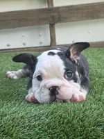 Panda Girl, a female American Bully for sale in Dallas, TX – 3 of 3