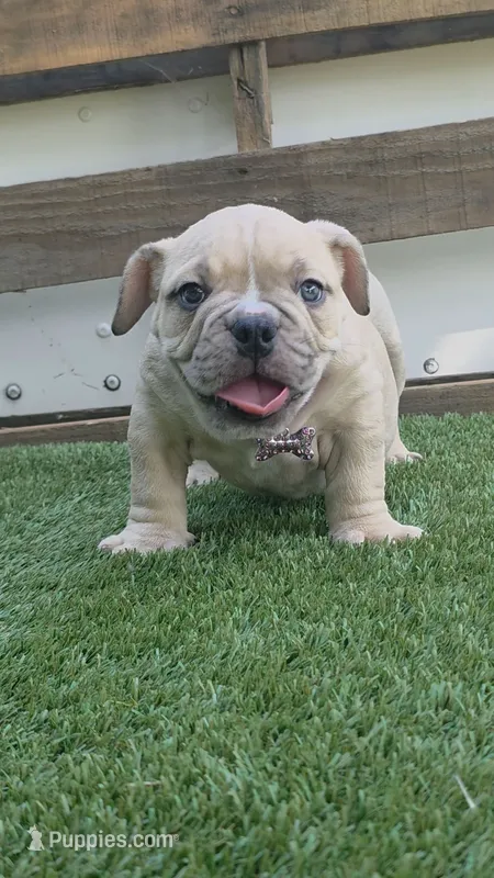 Nala – American Bully puppy for sale in Dallas, TX