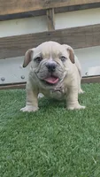 Nala, a female American Bully for sale in Dallas, TX – 1 of 3