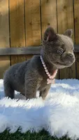 Blue, a female French Bulldog for sale in Dallas, TX – 3 of 3