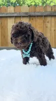 Teal Collar, a female Poodle - Miniature  for sale in Dallas, TX – 2 of 3