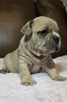 Fawn Female, a female American Bully for sale in Dallas, TX – 2 of 2