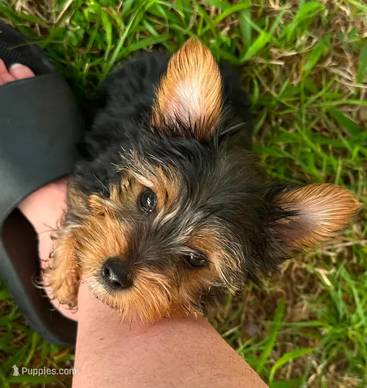 Mojito – Yorkshire Terrier puppy for sale in Dallas, TX